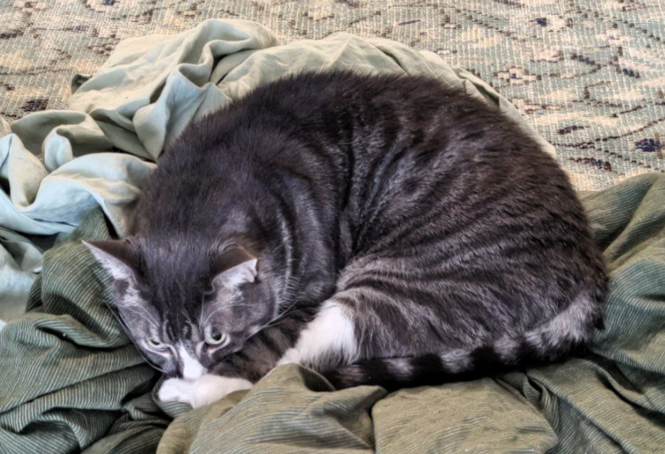 Photo of Gus, a grey and white cat, scowling on a pile of sheets (blurred background image)