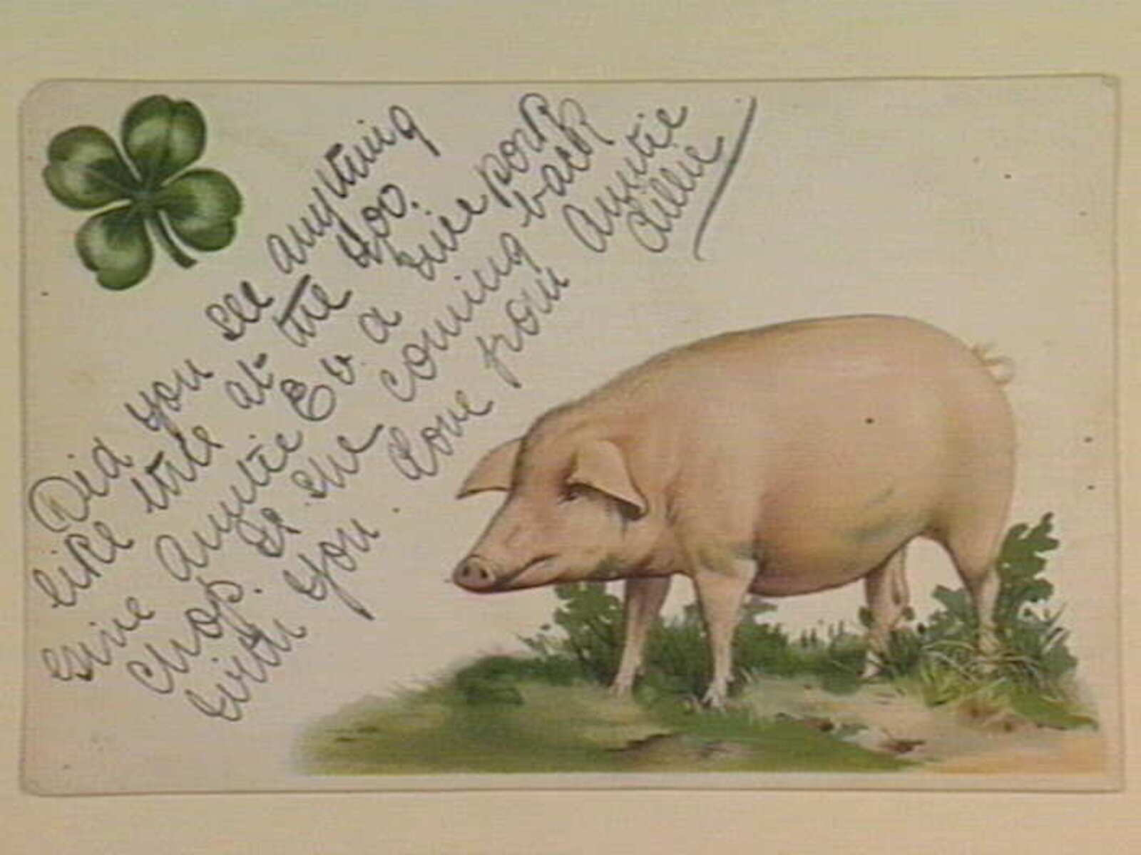 Public domain postcard of a pig (blurred background image)