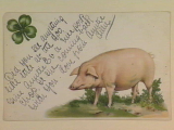 Public domain postcard of a pig